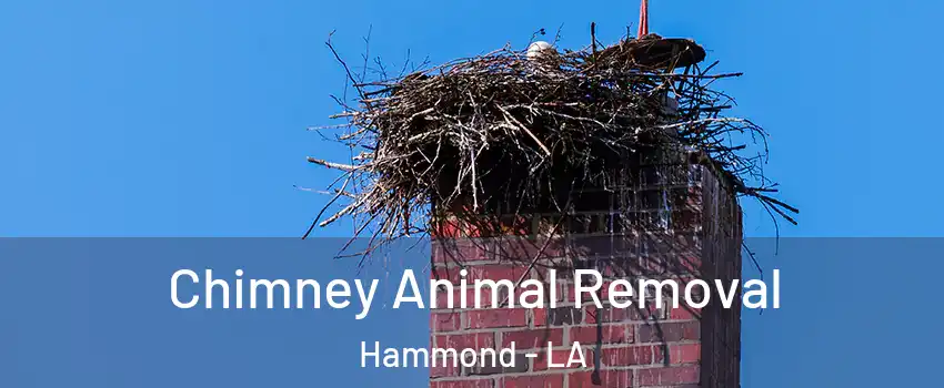  Chimney Animal Removal Hammond - LA