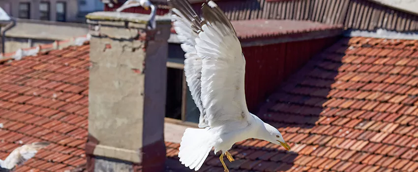 Residential Chimney Animal Removal Solution in Hammond, LA