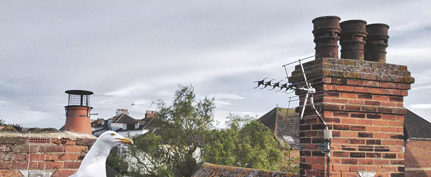 Chimney Cleaning And Restoration in Hammond, Louisiana